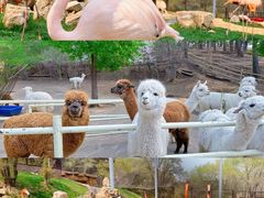 -沈阳森林动物园