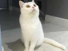 -喵的天空名猫咖啡馆·撸猫·猫舍·用品