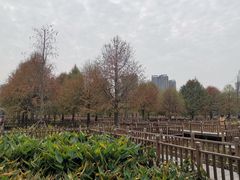-五缘湾湿地公园