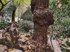 -秋霞圃