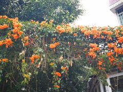 -八婆婆烧仙草(曾厝垵店)