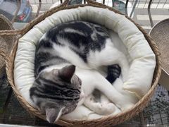 -佳怡动物医院·平价24小时·猫专科骨外科