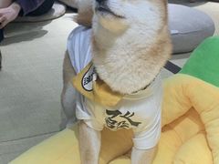 -逗柴咖啡屋·狗咖猫咖宠物桌游