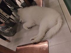 -安格丽娜·狗咖·猫咖羊驼咖(春熙路百盛商场店)