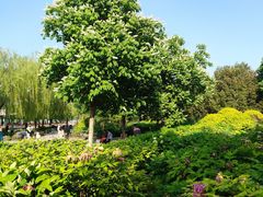 -莲花池公园
