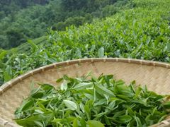 -中粮中茶·普洱茶·白茶茶叶·礼品旗舰店