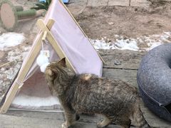 -青藏高原野生动物园