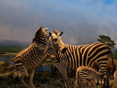 -国家自然博物馆