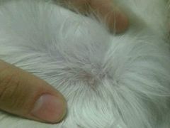 -瑞派·关忠动物医院·猫专科·犬专科(三环新城店)