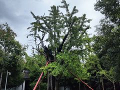 -上海佘山国家森林公园天马山园