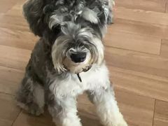 -帕帕拉兹宠物(亚洲旗舰店)