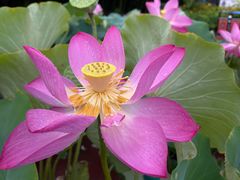 -莲花池公园