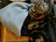 -李小姐の猫咖啡馆(五角场店)