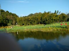-广州市石门国家森林公园