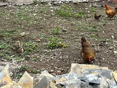 -高荡千年布依古寨旅游景区