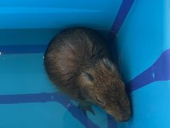 -怪兽屋·羊驼·猫咖·狗咖(俊华广场店)