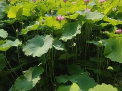 -陈家山荷花公园