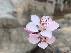 -妙峰山风景名胜区
