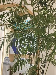 -雅曼妮spa美容养生