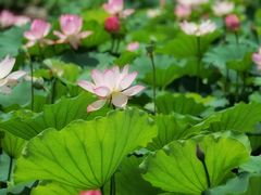 -荔湾湖公园