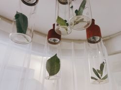 点击看大图 -薇薇安花系SPA