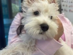 -瑞派康怡24h宠物医院·犬猫医疗中心·微创绝育(瑞景分院)