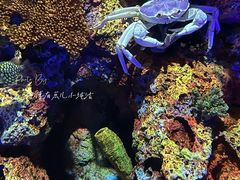 -上海海洋水族馆