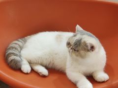-More Fun猫咖 二十只万元加菲主题