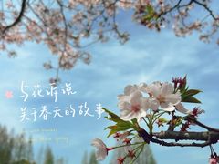 -高东镇樱花园