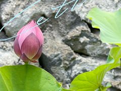 -鹿亭中村