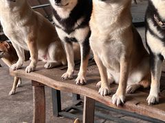 -柴犬高等学院·狗咖·柴犬售卖·宠物训练