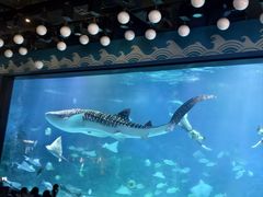 -烟台海昌鲸鲨海洋公园