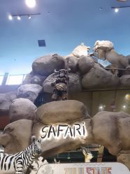 -卡通尼·Safari非洲探索乐园·生日会(金桥国际商业广场店)