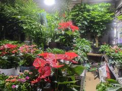 -朝来春花卉市场