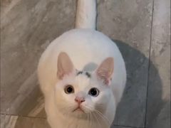 -四月宠物医院·猫专科·心脏专科·内科(转塘店)