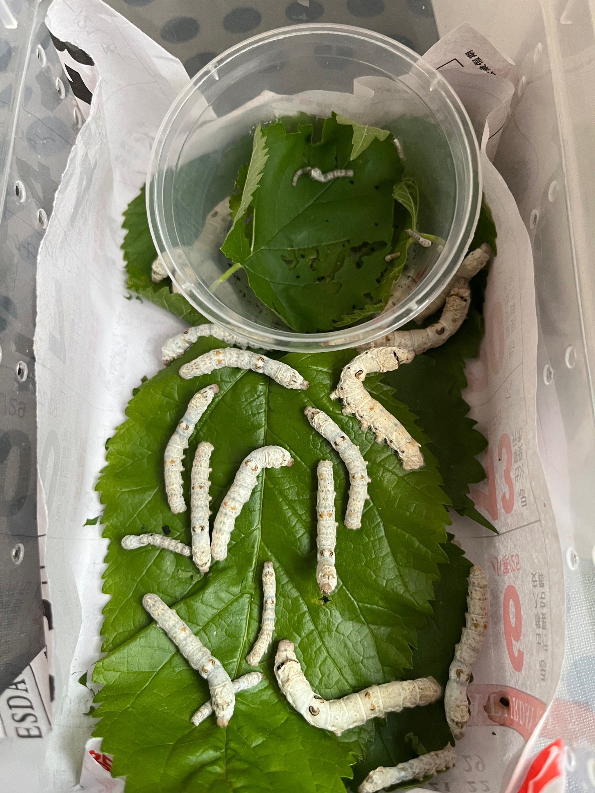 春蚕养起来 培养孩子的观察和动手能力 作