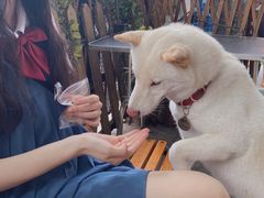 -柴犬高等学院·狗咖·柴犬售卖·宠物训练