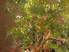 -峨嵋酒家(牡丹园店)