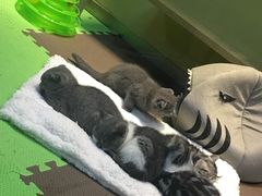 -东方名猫馆·英短金渐层布偶猫舍(环线广场1号楼店)