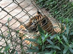 -海南热带野生动植物园