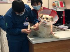 -瑞派·关忠动物医院·异宠专科·犬猫肿瘤·皮肤专科(望京店)