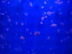 -福州罗源湾海洋世界旅游区