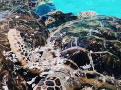 -泉城欧乐堡海洋极地世界