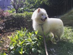 宠物寄养—大草坪遛弯儿-Oh My Dog宠物沙龙(伊珊娜皮毛护理店)