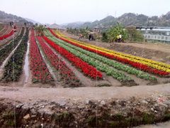花海-丹樱生态园