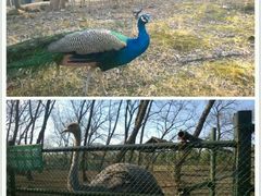 -金孔雀温泉旅游度假村