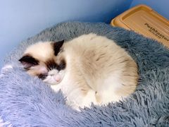 -喵的天空名猫咖啡馆·撸猫·猫舍·用品