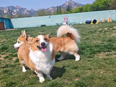 -趣玩宠物乐园寄养训犬训狗游泳池