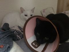 -乐派堂宠物医院·猫友好· 心脏科(东街店)