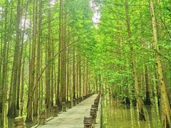 -桤木河湿地公园